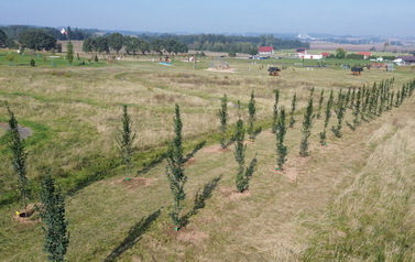 DJI_0227