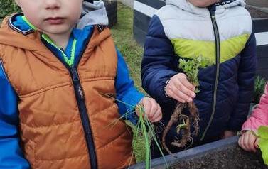 Warzywniak dzieci z oddział&oacute;w Mr&oacute;wki i Pszcz&oacute;łki (29)