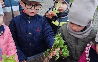 Warzywniak dzieci z oddział&oacute;w Mr&oacute;wki i Pszcz&oacute;łki (27)