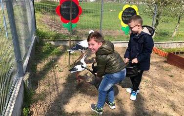 warzywnik podlewanie Stokrotki