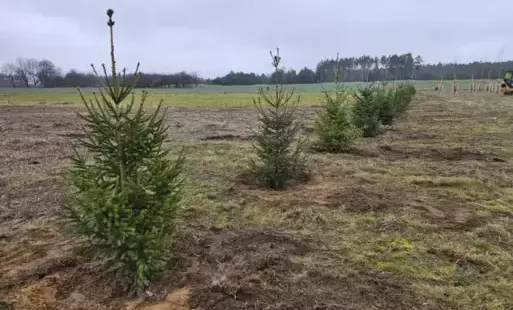 Zdjęcie do Zielona transformacja w Gminie Grębocice: drzewa na nowo definiują krajobraz